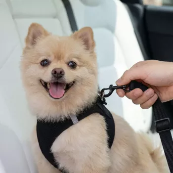SPIGEN PS100 porte-ceinture de sécurité universel pour animaux de compagnie noir