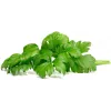 Click & Grow recharges de céleri à couper pour Smart Garden, 3-pack (SGR97X3)