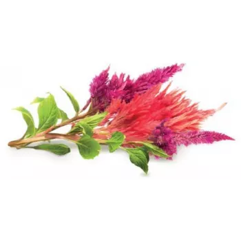 Click & Grow Cockscomb Plant Pods for Smart Garden, 3-Pack (SGR4X3)
