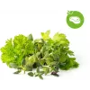 Capsules de plantes mélange d'herbes pour steak Click & Grow pour Smart Garden, lot de 9 (PPMSSX9)