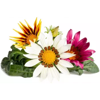 Click & Grow Gazania Plant Pods for Smart Garden, 3-Pack (SGR92X3)