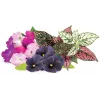 Capsules de plantes Vibrant Flower Mix Click & Grow pour Smart Garden, lot de 9 (PPMVBX9)