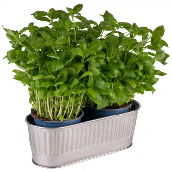 Porte-couverts APS UTENSILO, acier inoxydable 18/10, poli mat, empilable, lavable au lave-vaisselle, 1 pièce 11752