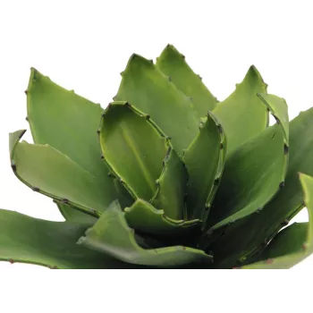 EUROPALMS Agave Artificial Plant, EVA, Green, 35 cm 82530576