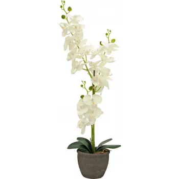 EUROPALMS orchidée plante artificielle, crème, 80 cm 82530361