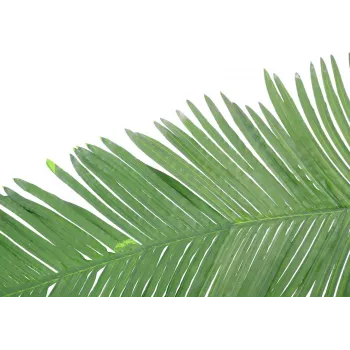 EUROPALMS Artificial Coconut King Palm Frond, 180cm 82509847