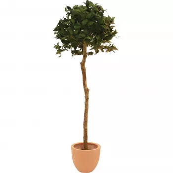 EUROPALMS Artificial Bay Laurel Ball Tree, 180cm 82506946