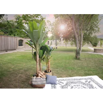 EUROPALMS Artificial Banana Tree, 210 cm 82509507