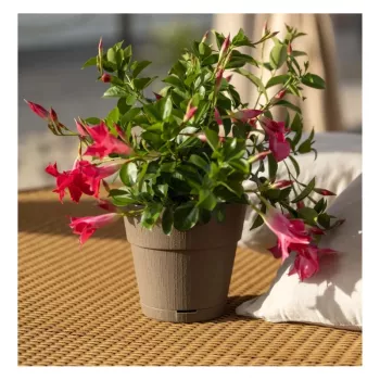 STEFANPLAST Ethica Flower Pot with Tray Ø20x19cm Brown